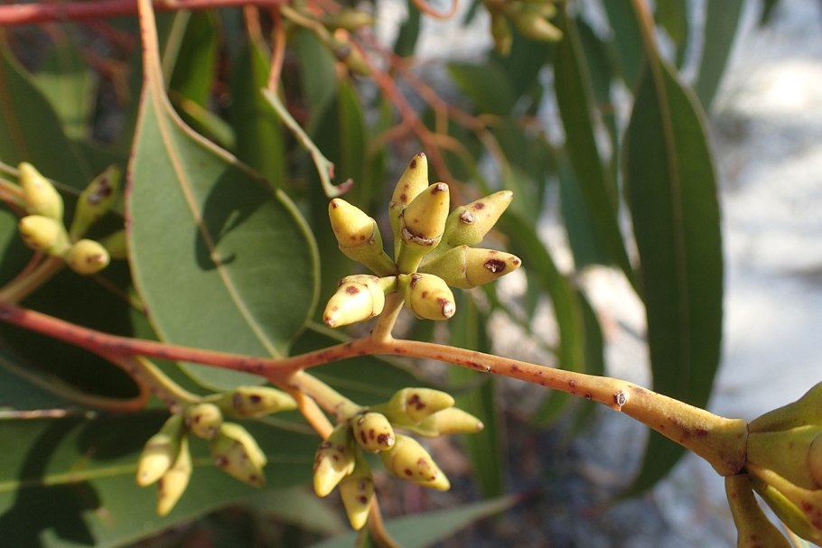 Eucalyptus resinifera