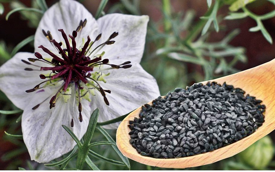 Nigella Sativa (Чернушка посевная)