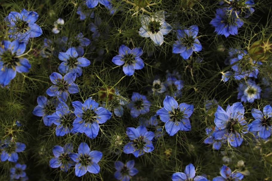 Нигелла посевная (Nigella Sativa)