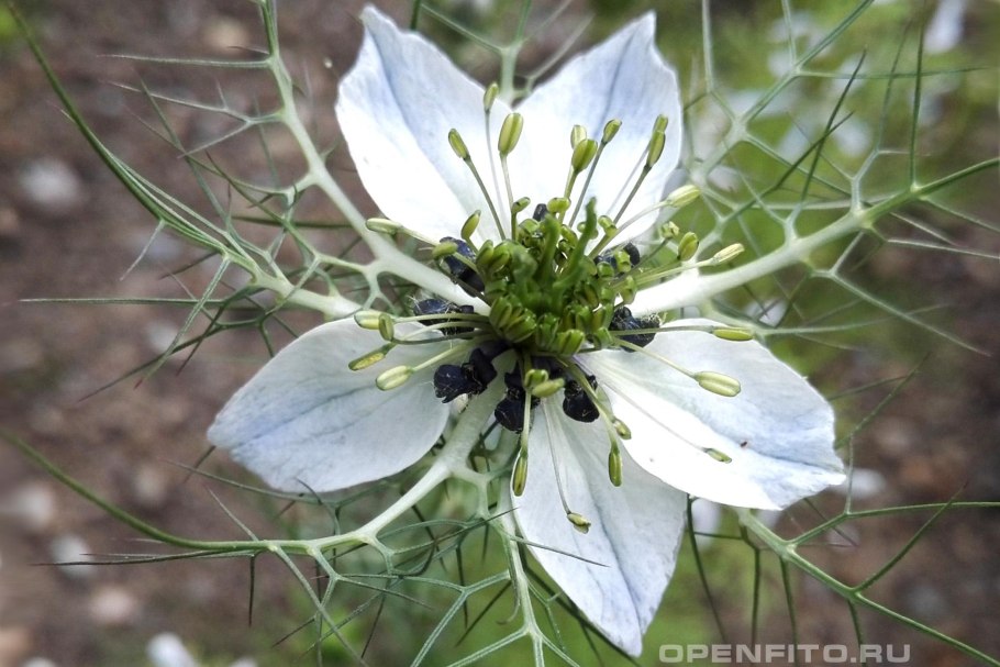 Nigella Sativa (Чернушка посевная)
