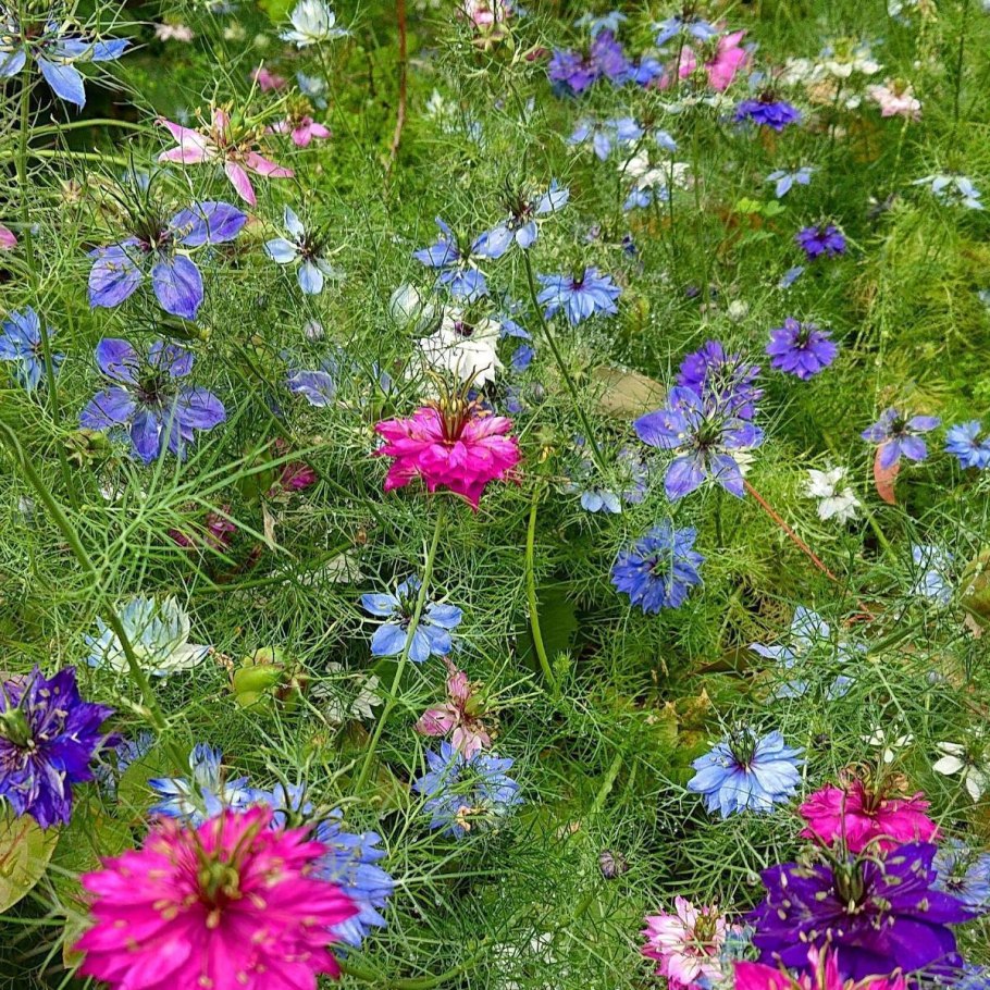 Чернушка посевная черный тмин