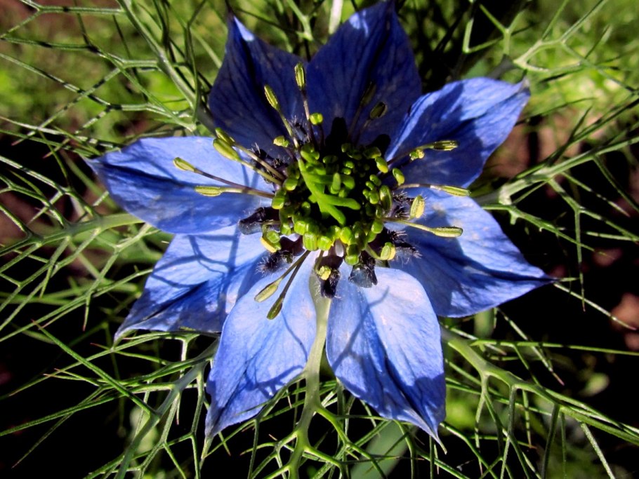 Nigella sativa (чернушка посевная)