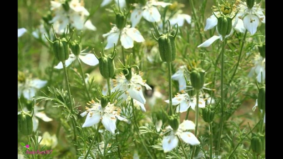 Нигелла арвенсис