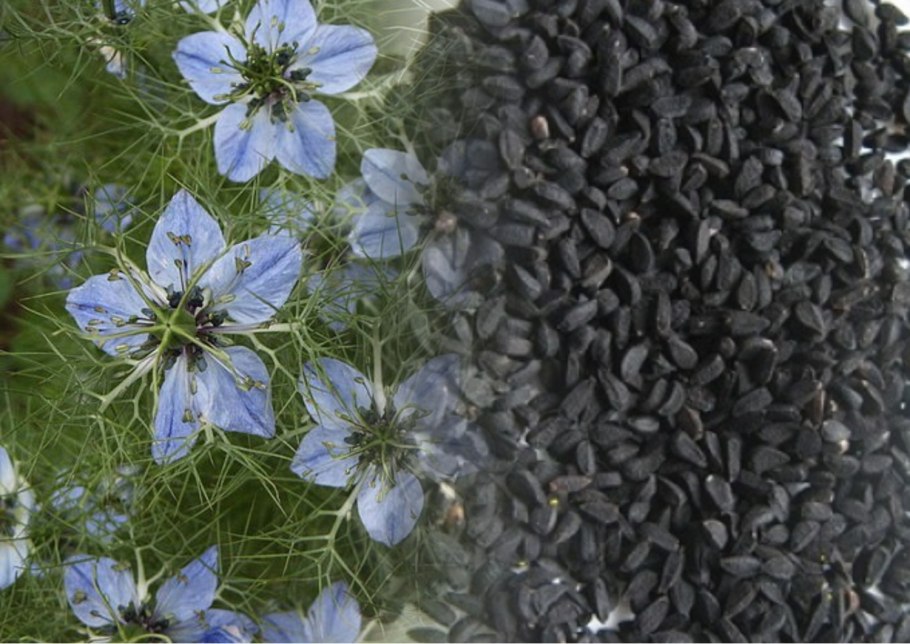 Тмин нигелла