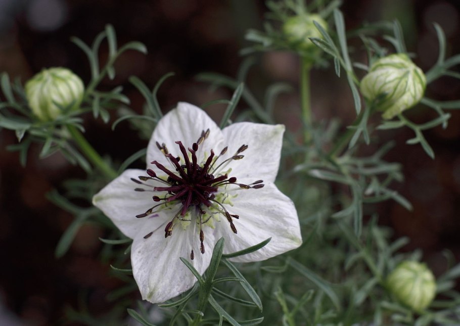 Nigella Sativa (Чернушка посевная)