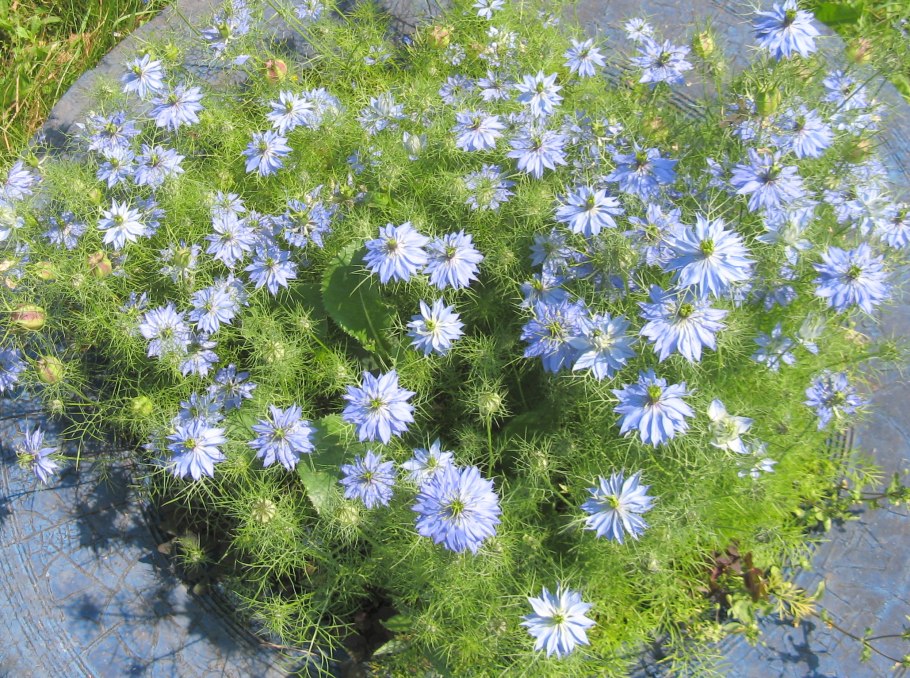 Чернушка нигелла дамасская