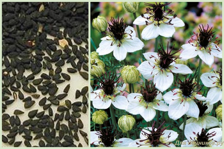 Nigella Sativa (Чернушка посевная)