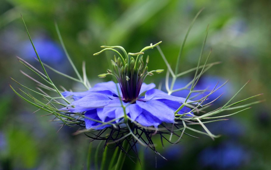 Тмин нигелла