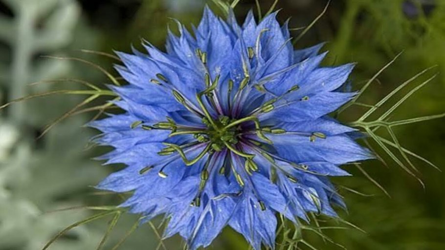 Чернушка нигелла белая