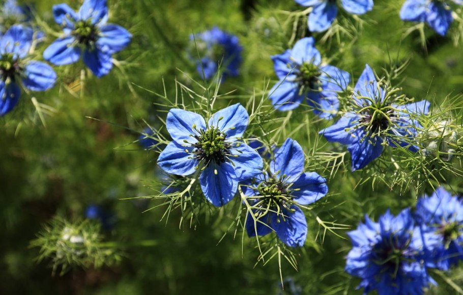 Нигелла дамасская голубая