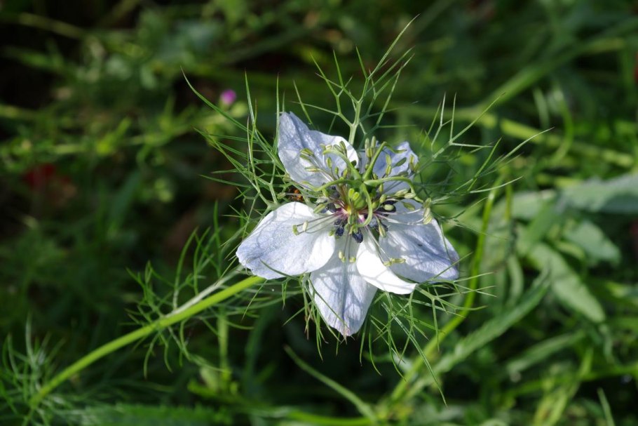 Чернушка нигелла дамасская