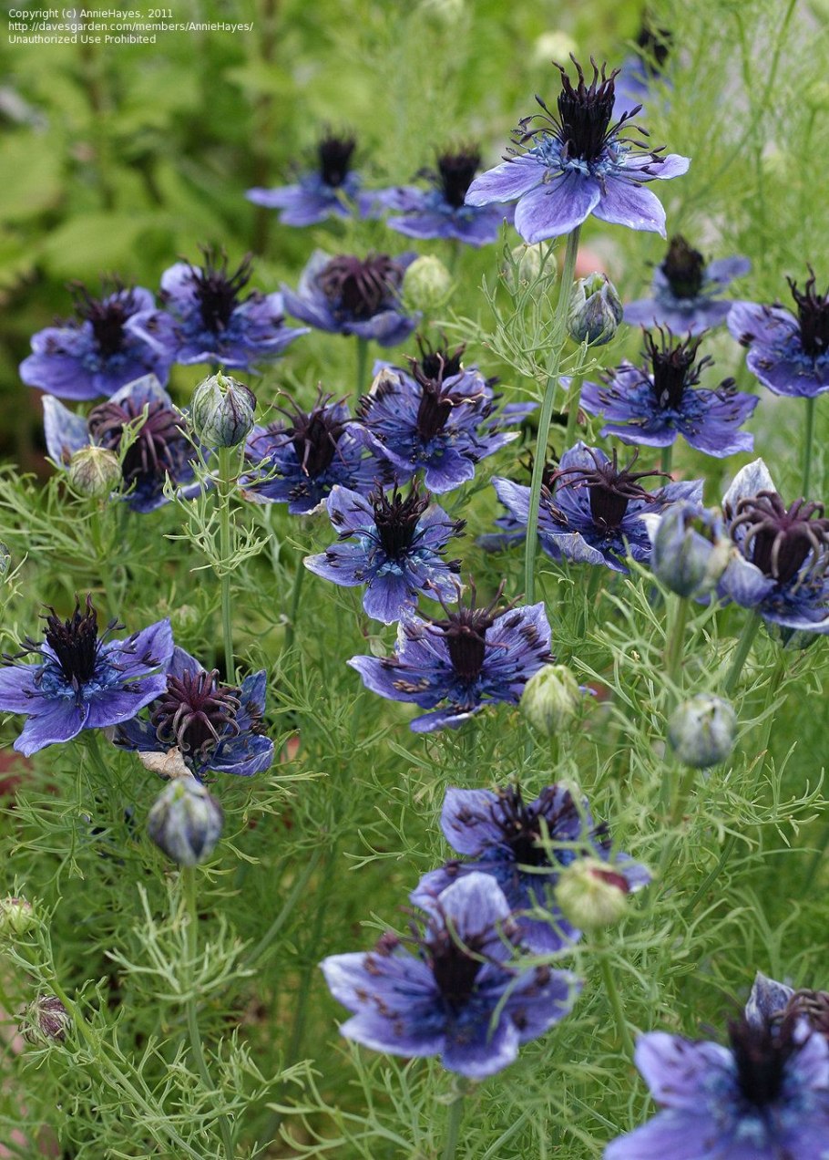 Nigella hispanica