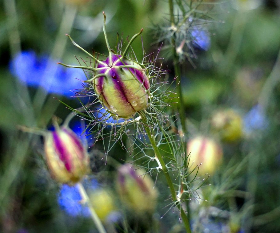 Nigella Sativa (Чернушка посевная)