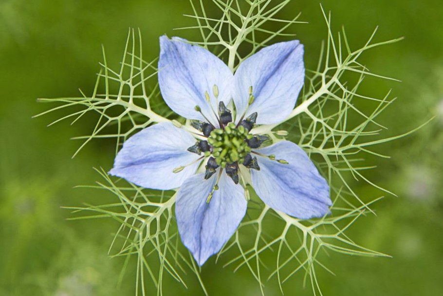 Nigella Sativa (Чернушка посевная)