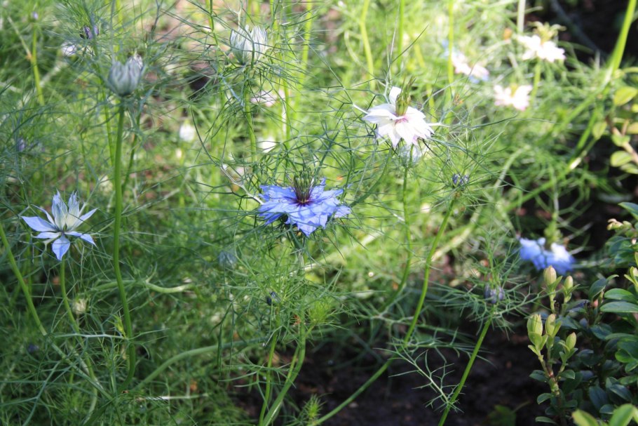 Чернушка нигелла дамасская