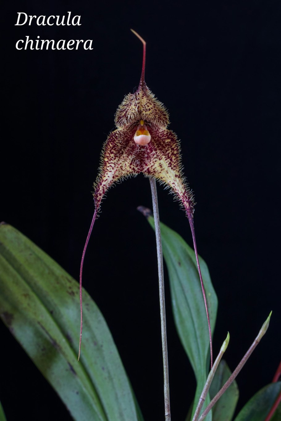Орхидея Dracula Chimaera
