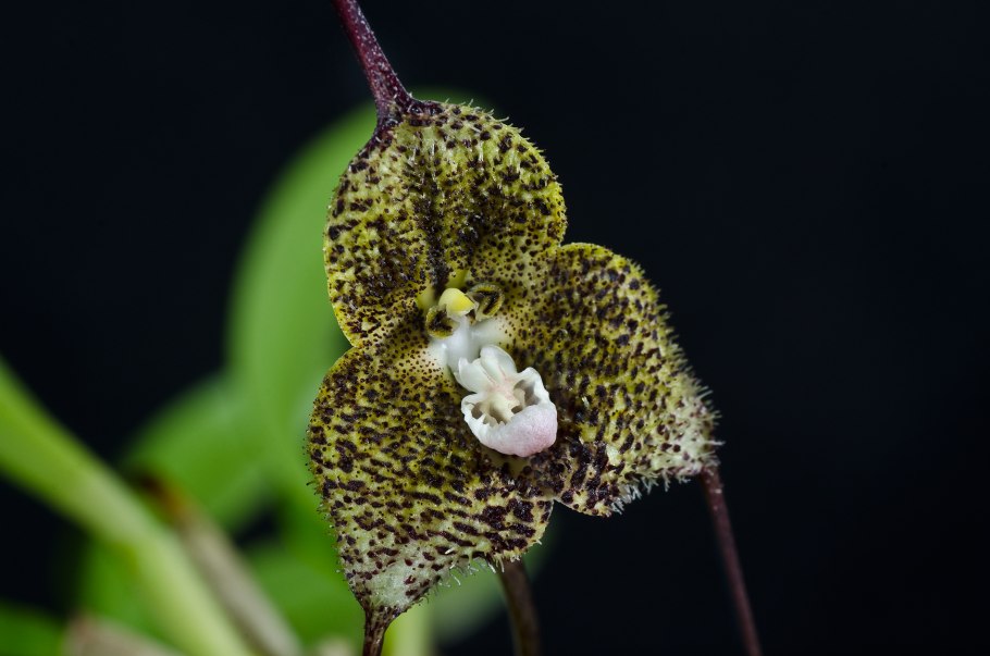 Орхидея Dracula Chimaera