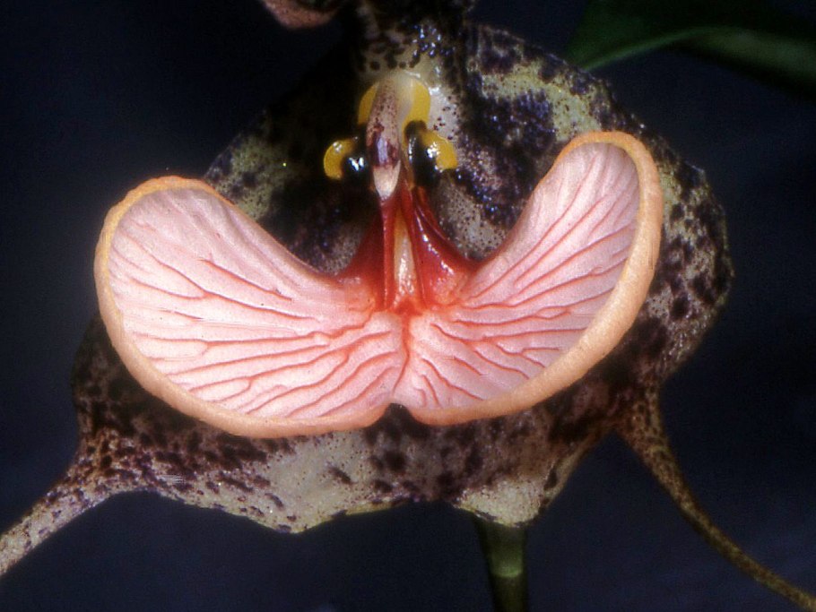 Орхидея Dracula Chimaera