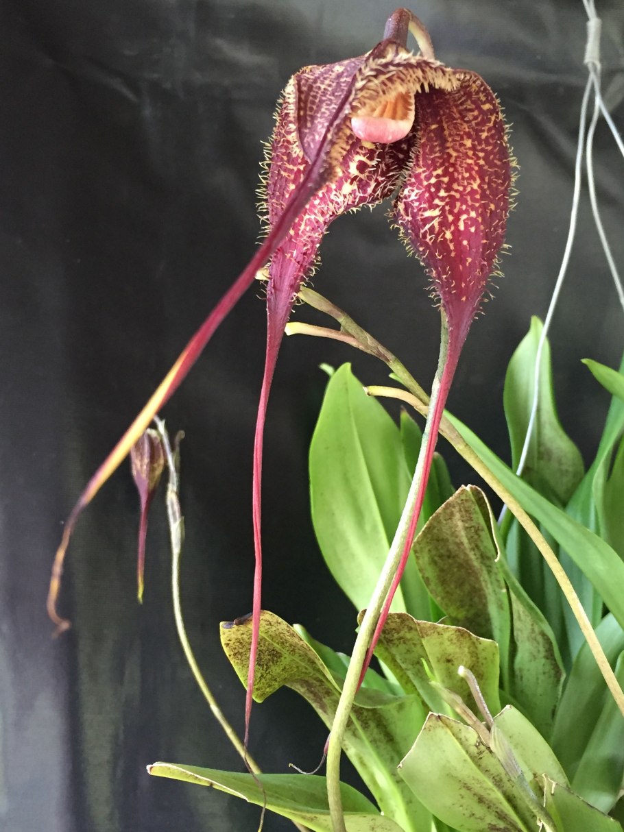 Орхидея Дракула Химера