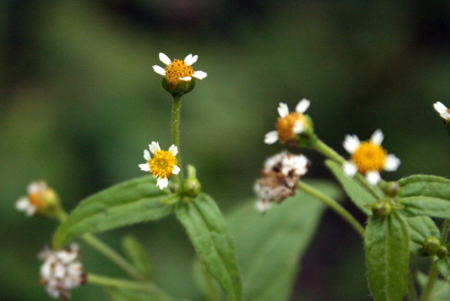 Галинсога мелкоцветковая (Galinsoga parviflora)