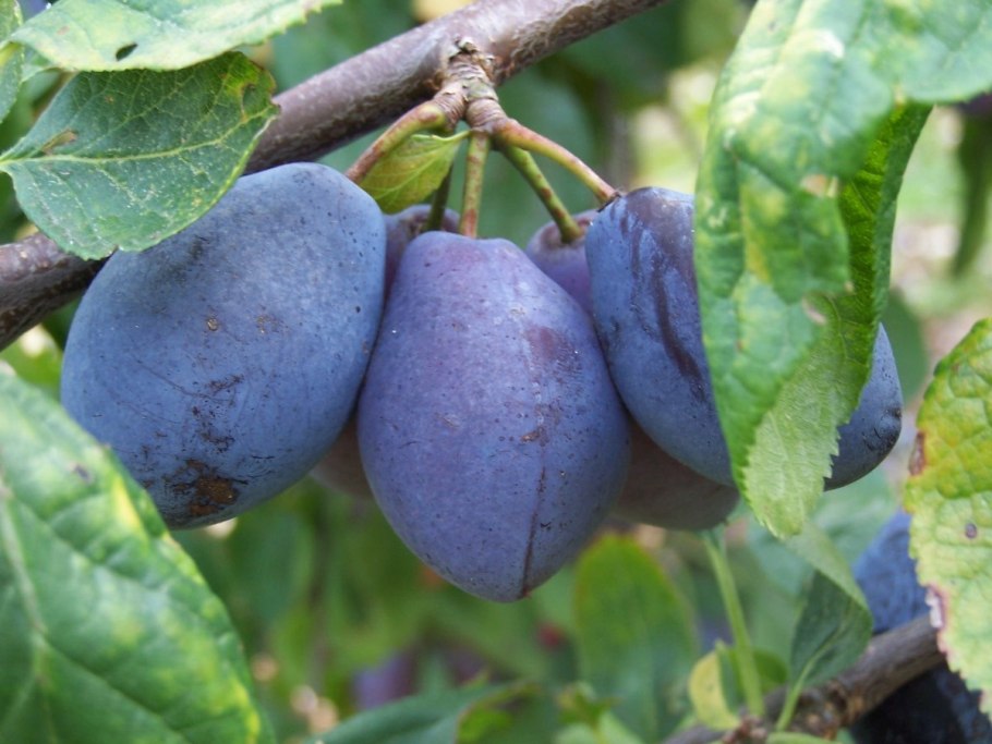 Слива Чемальская черная