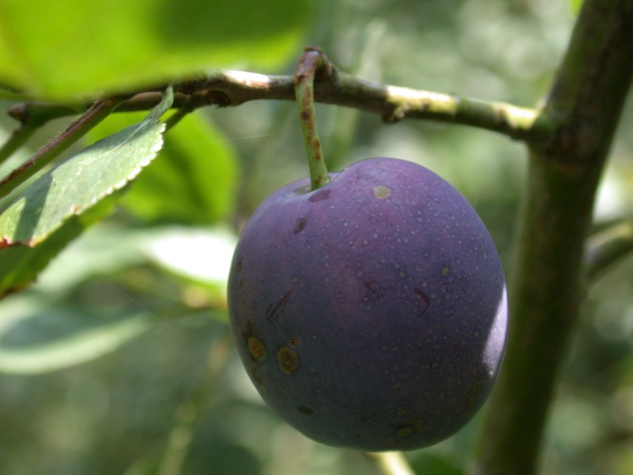 Африканские сливы