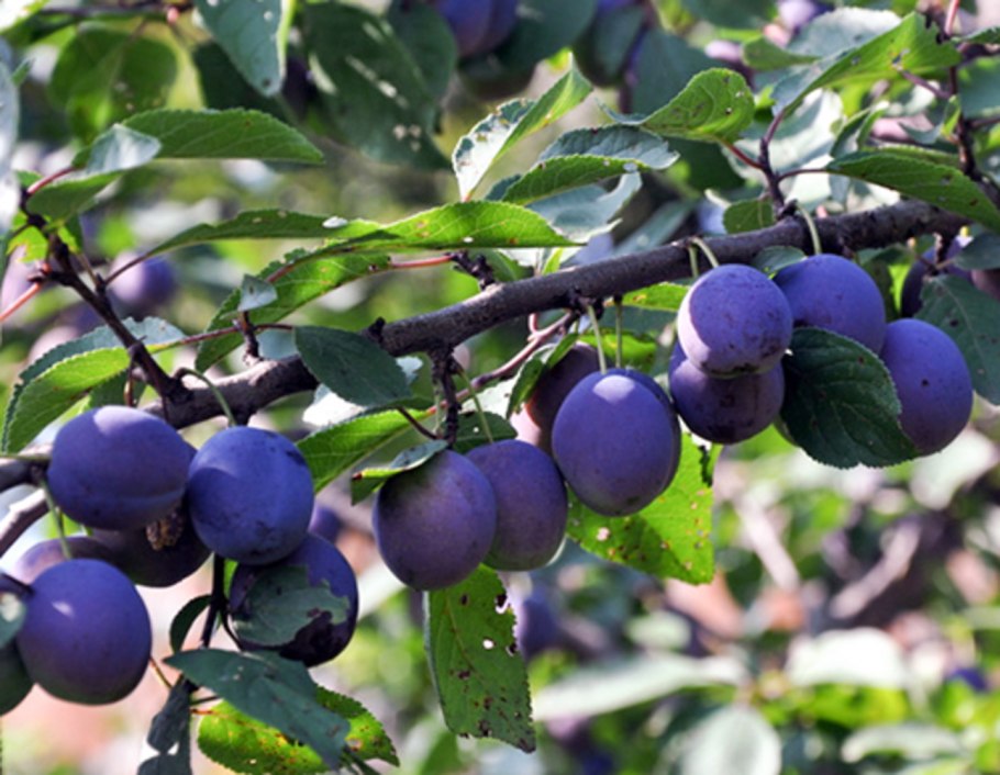 Слива тульская черная