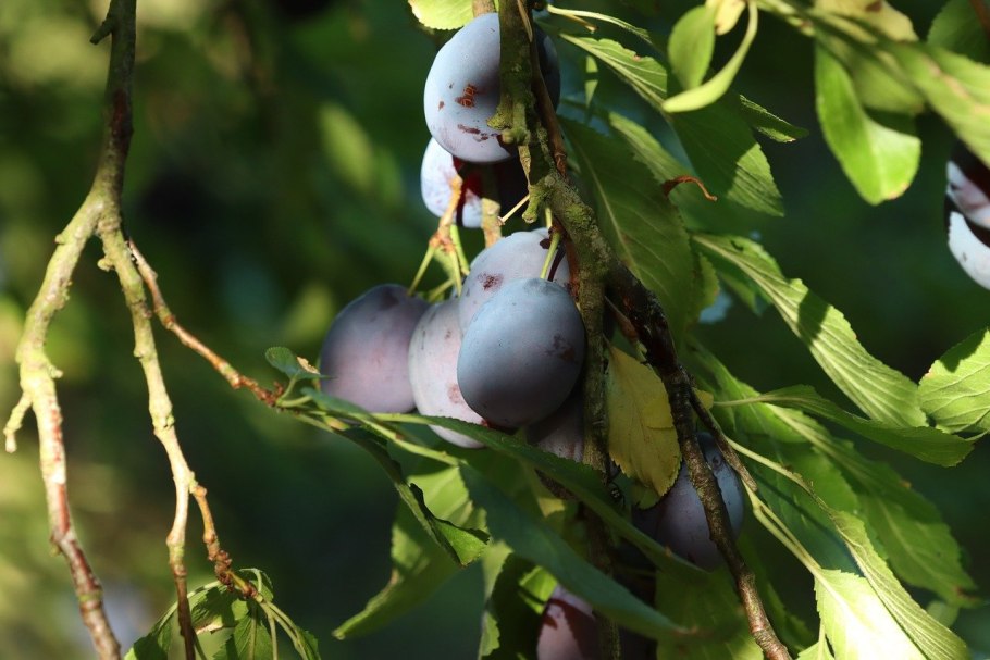 Слива кубышка