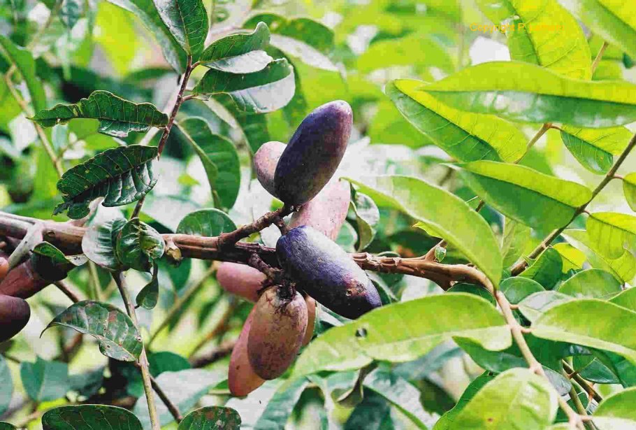 Дакриодес съедобный