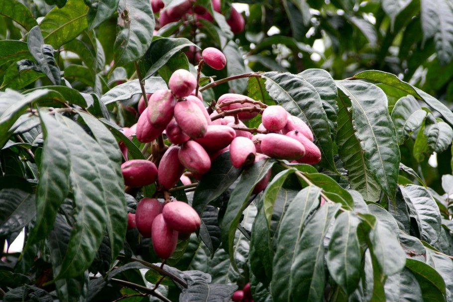 Африканская слива (Pygeum africanum)