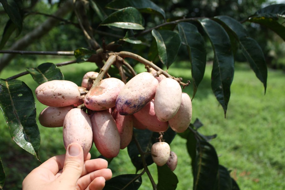 Африканская груша Дакриодес