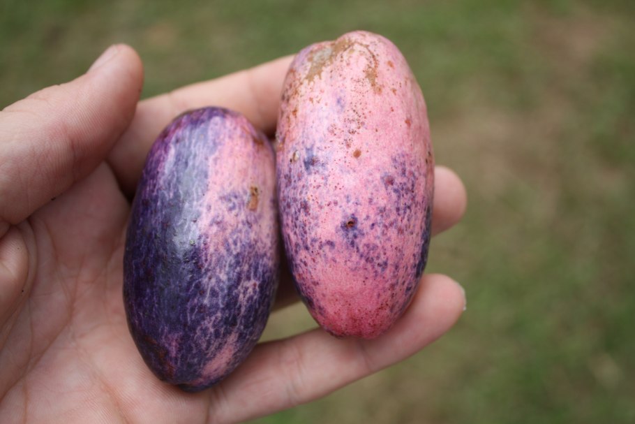 Дакриодес съедобный Африканская груша