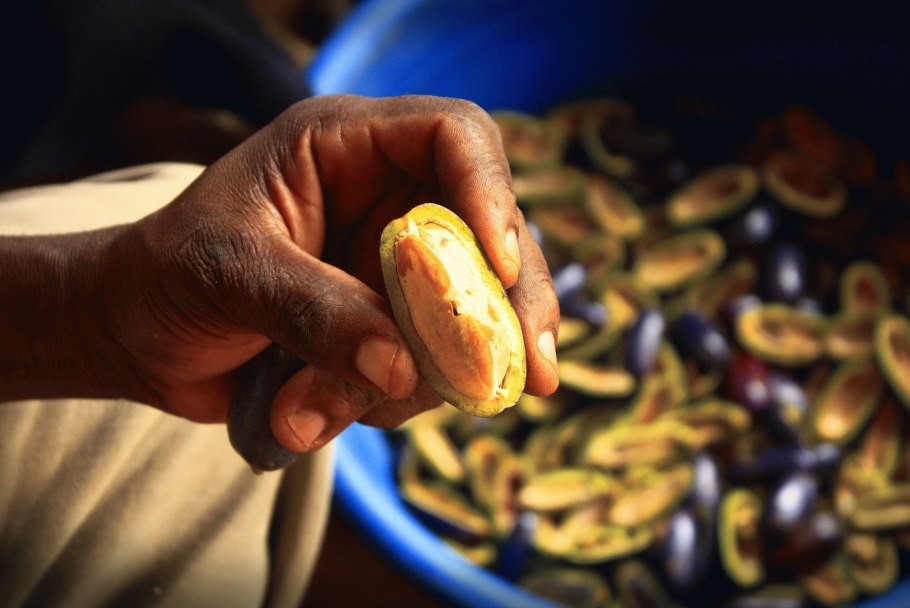 Дакриодес съедобный Африканская груша