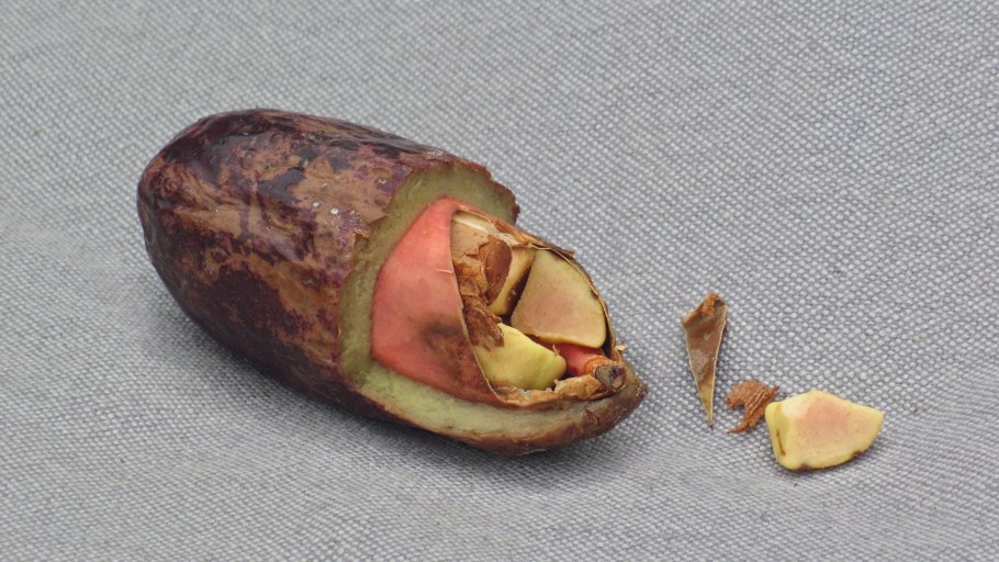 Дакриодес съедобный африканская груша