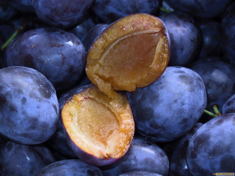 Слива яичная синяя