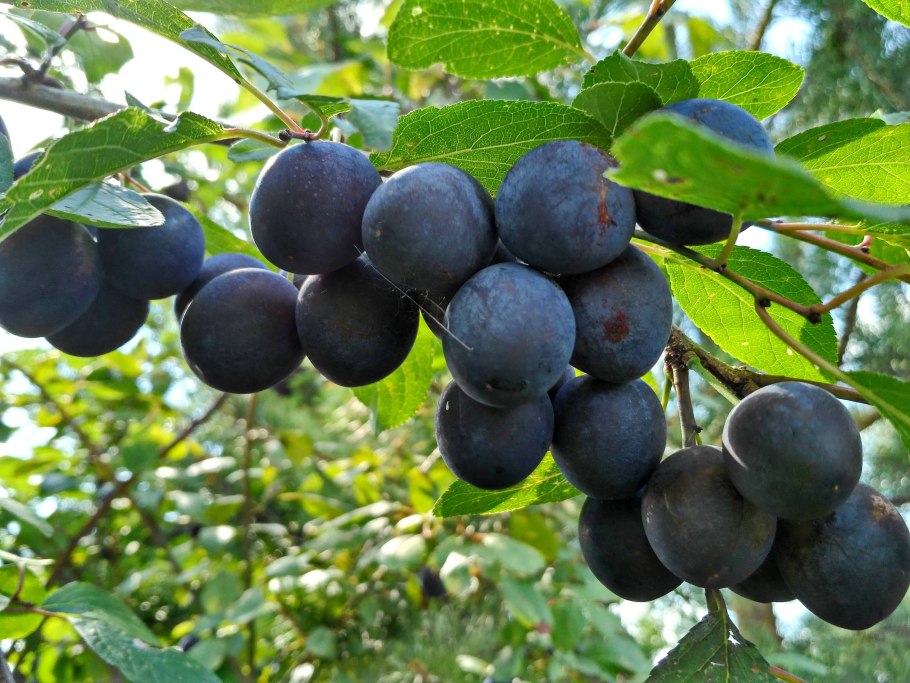 Слива чемальская черная