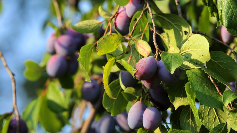 Слива амерс