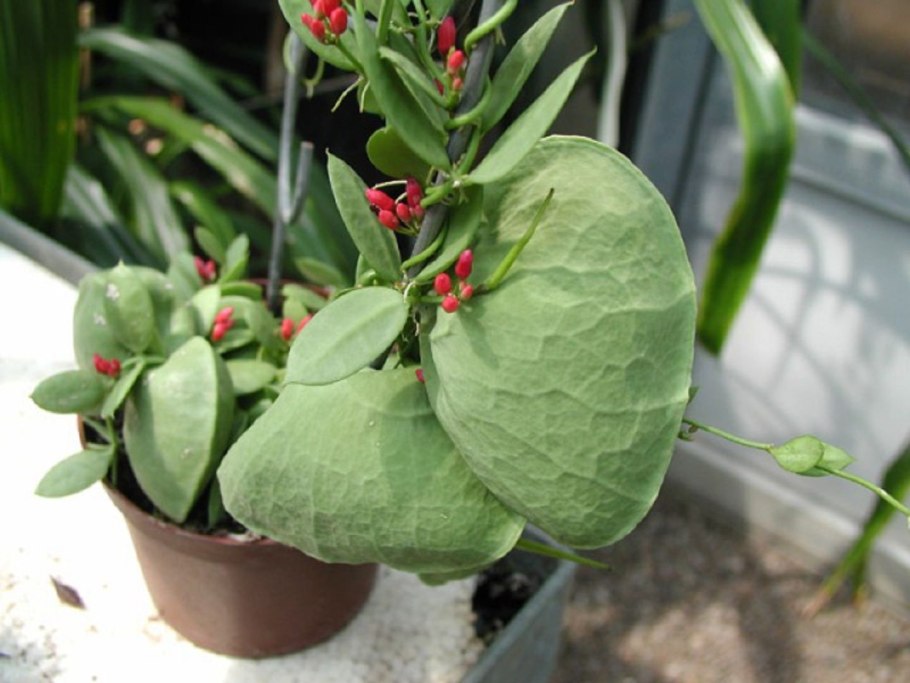 Дисхидия Монетная