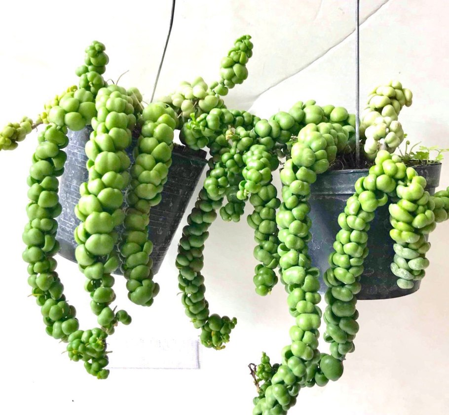 Дисхидия Нуммулария