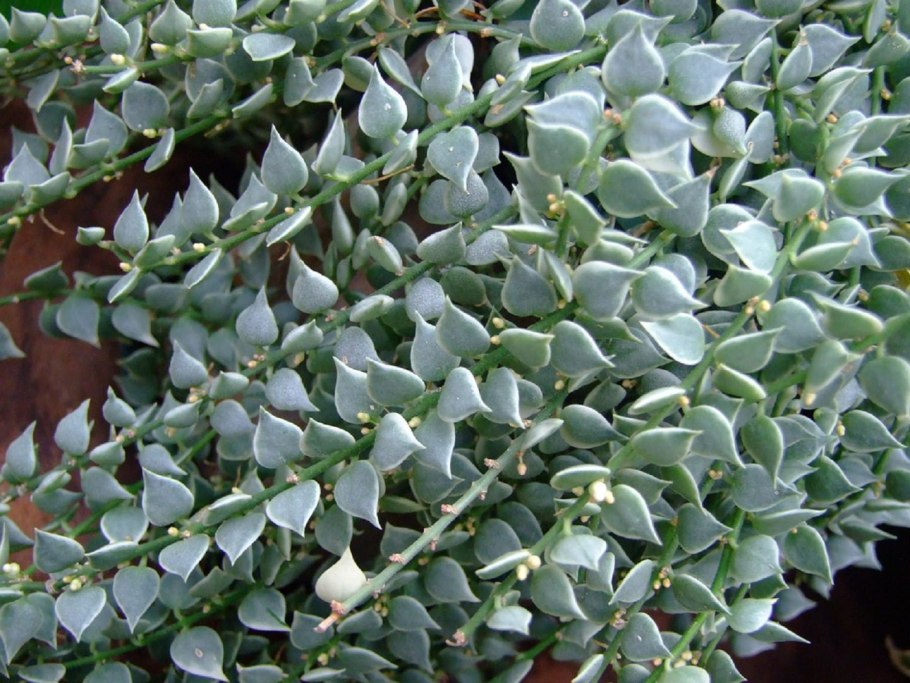 Дисхидия ампельная