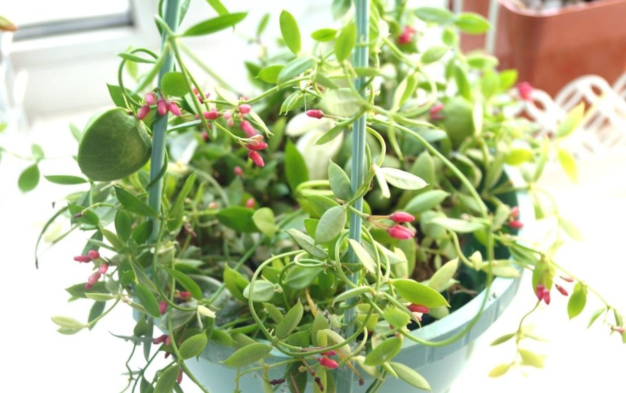 Дисхидия гребешковая