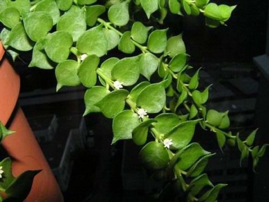 Дисхидия гребешковая