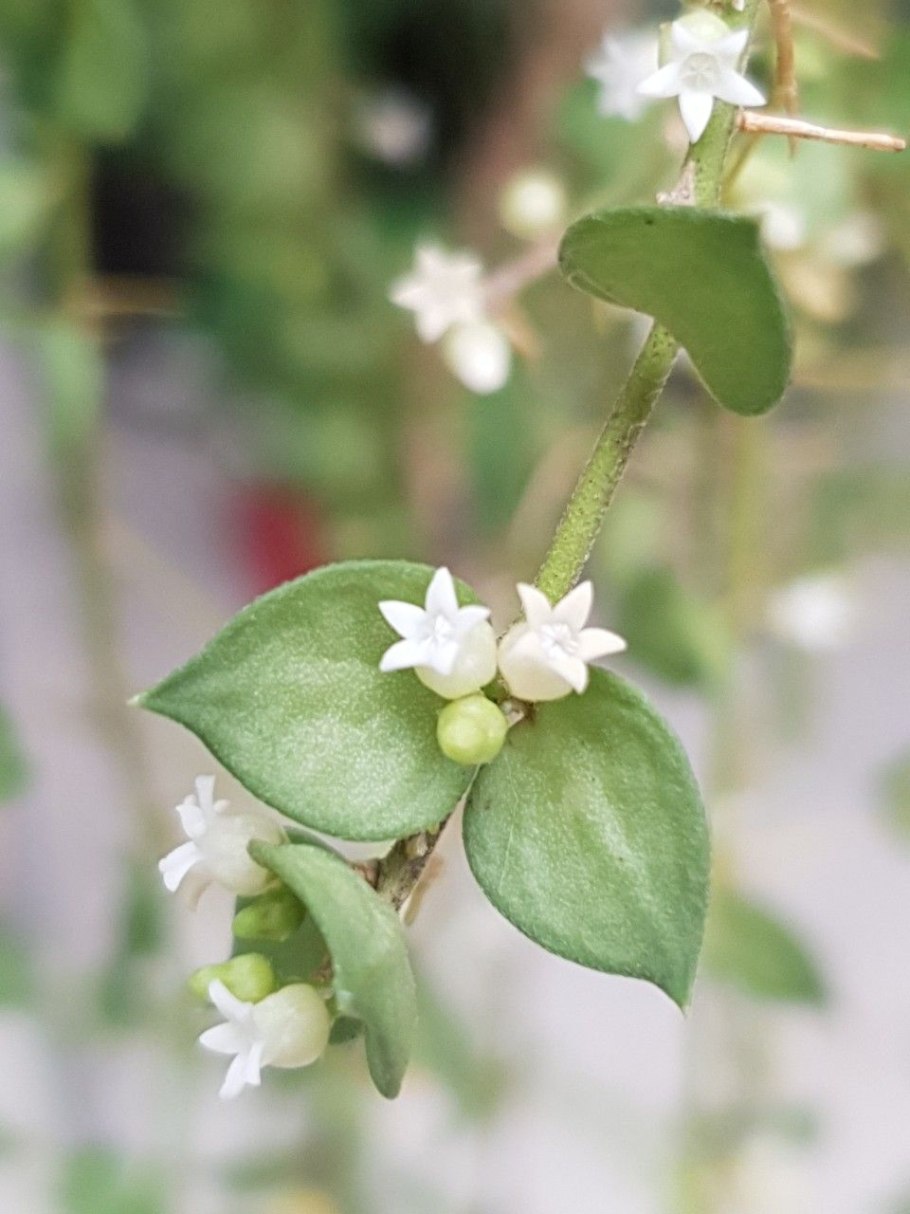 Дисхидия Иоланта Вариегата