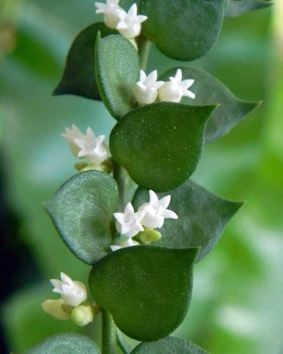 Дисхидия ruscifolia