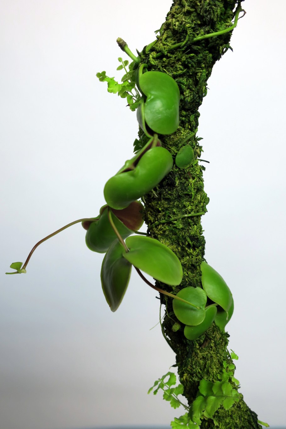 Дисхидия нуммулярия