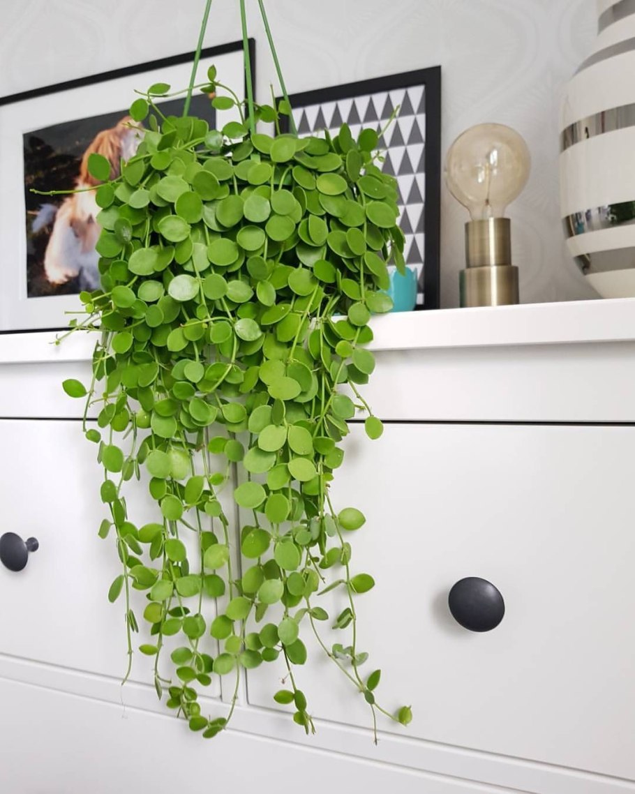 Дисхидия Монетная