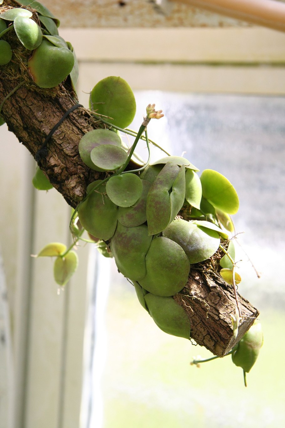 Дисхидия имбриката