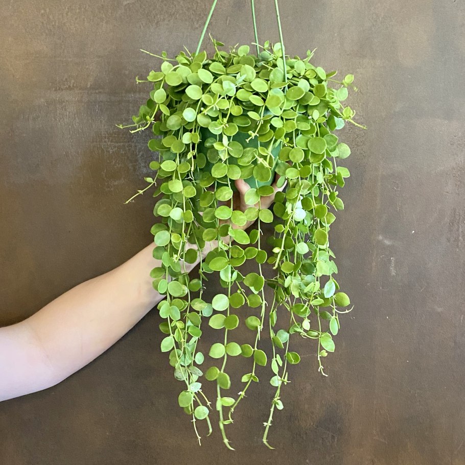 Дисхидия Монетная