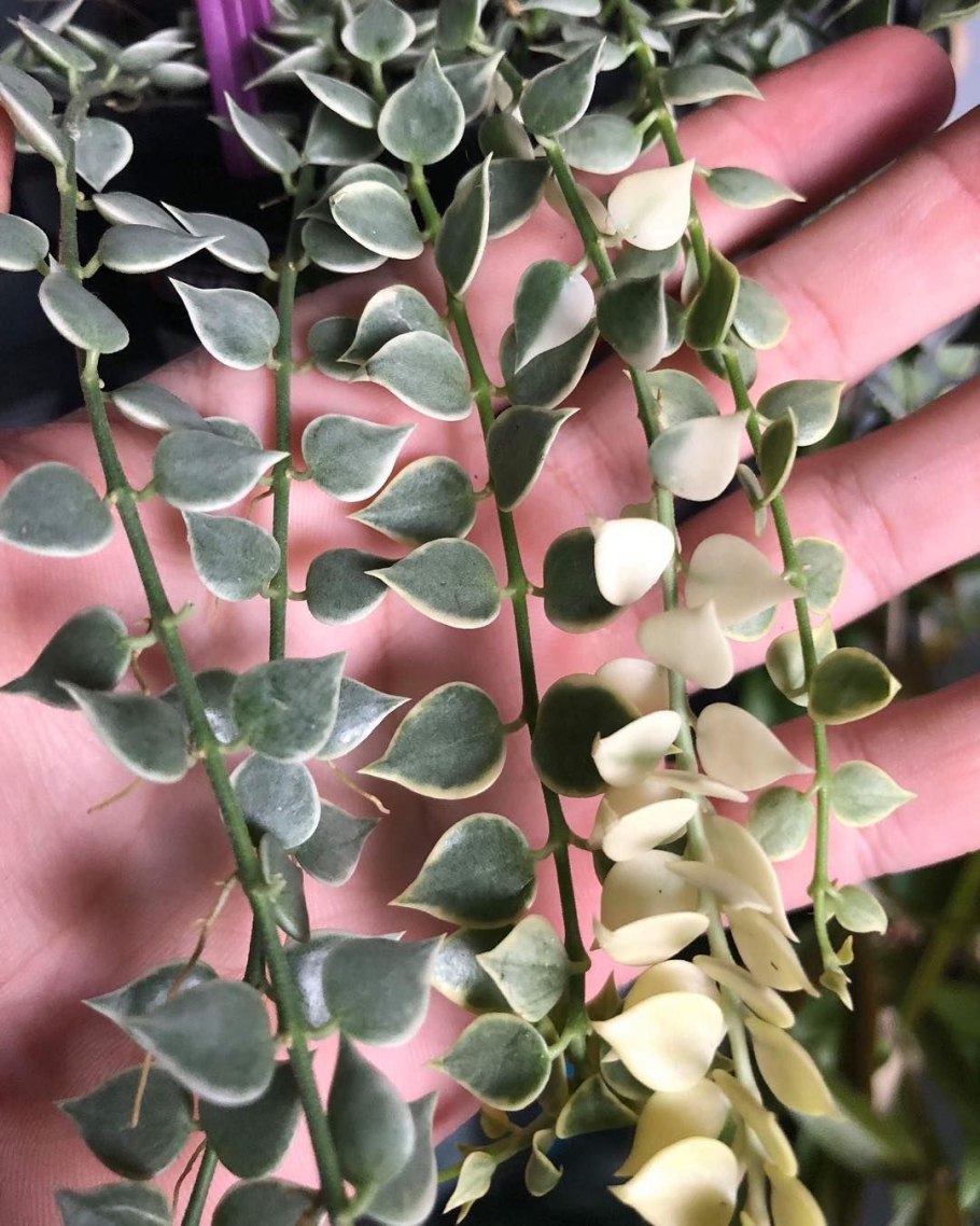 Дисхидия philippinensis