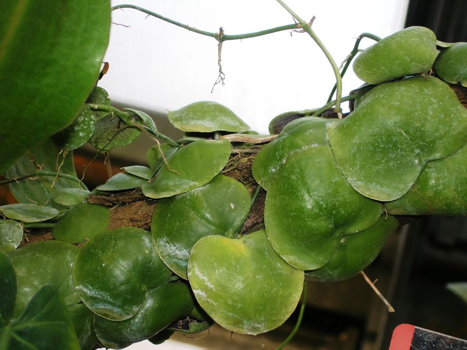 Дисхидия гребешковая